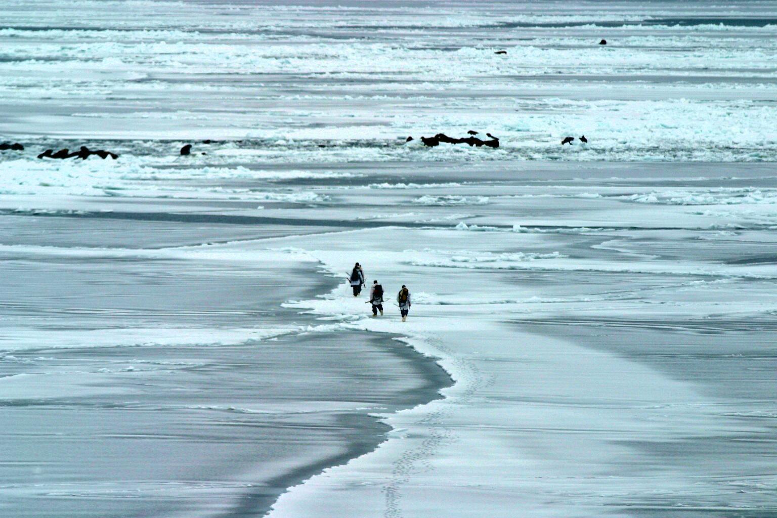 USGS Walrus Research Team, tracking the movement of walrus on St. Lawrence Island