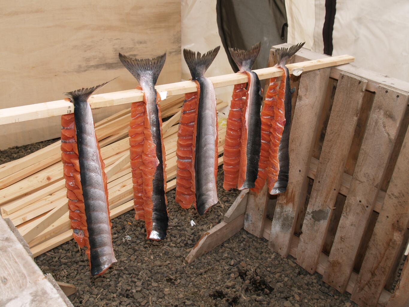 Salmon in Alaska