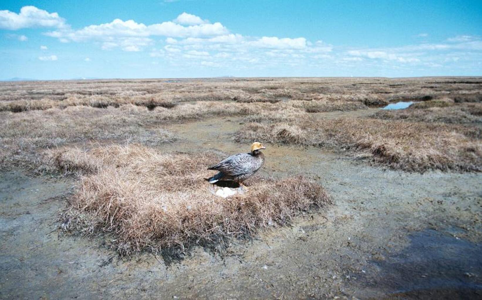 Alaska’s Yukon-Kuskokwim Delta, an emperor goose nesting island