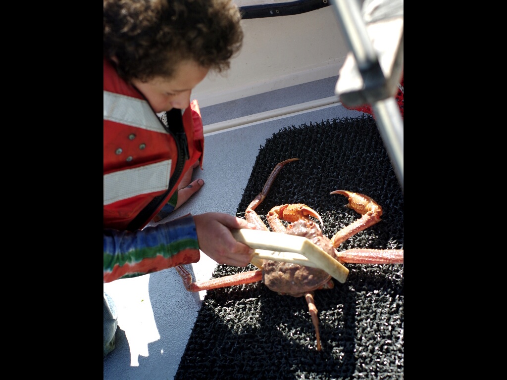 Child measuring a crab in Alaska