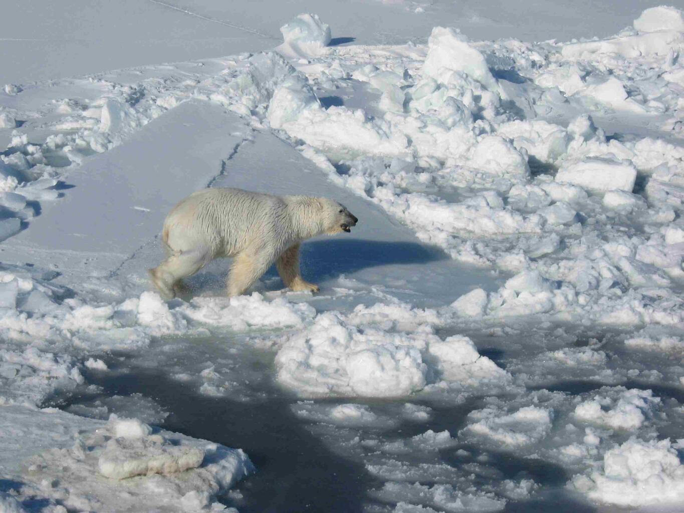 A male polar bear walks on pack ice near the open water