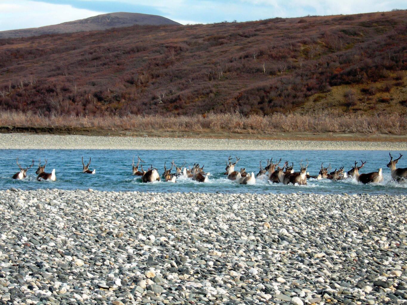 A herd of caribou swim across Noatak River