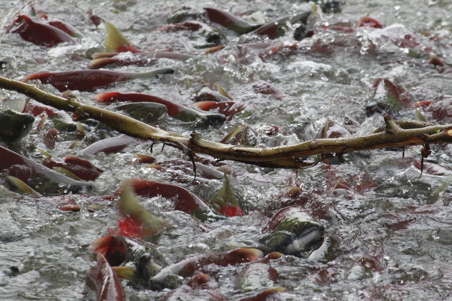 Salmon in Bear Creek