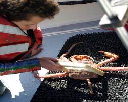 Child measuring a crab in Alaska